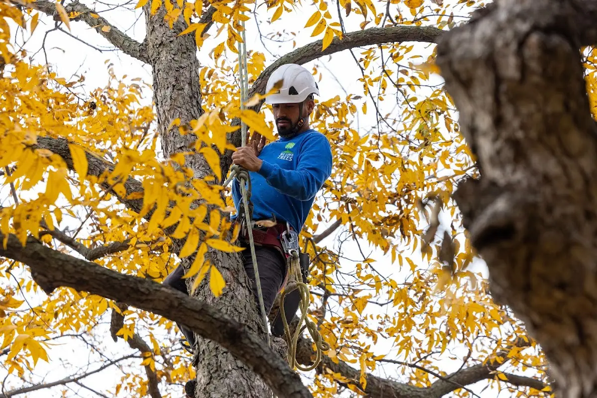 Skilled Tree Planting crew working in Glendale
